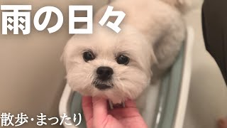 雨の日が続く日々のマルペキの犬のご様子 / マルチーズ×ペキニーズ