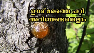 Ood Maram| Akhil maram | ഊദ് മരത്തെ(അകിൽ ) പറ്റി അറിയേണ്ടതെല്ലാം.