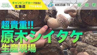 【厚真町】旨味抜群の原木しいたけの生産現場を取材‼～北海道キャンピングカー冒険 144/179市町村