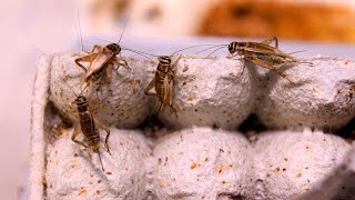CSIRO report on edible insects demonstrates the ‘wacky priorities’ in Canberra