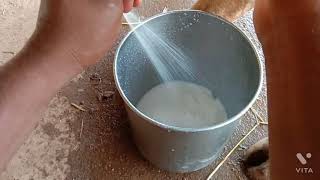 கையால் பாலு கரகிரோம் எங்கள் வீட்டில்/Cow Milking in our home