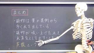 【加須まなびPLUS】中学校1年（理科：植物が水や養分を運ぶしくみ）