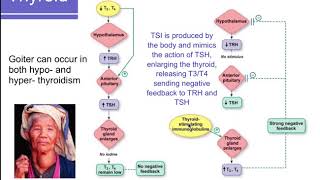 Physiology Chapter 23 Endocrine Control of Growth and Metabolism