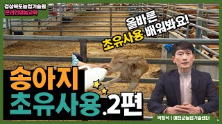 송아지 사양 및 축산 미생물 관리 - 송아지 초유사용 2편