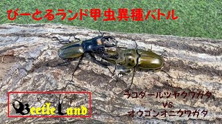 甲虫異種バトルその28 ラコダールツヤクワガタ vs. オウゴンオニクワガタ