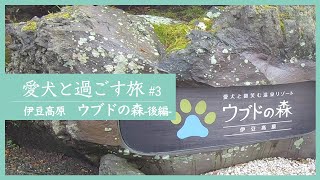 【ウブドの森（後編）｜伊豆高原】愛犬と泊まれるわんこファーストの宿。