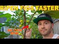 This Is Your LAST CHANCE: Do This NOW To Your Figs For BIG Harvests!