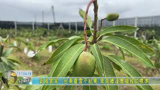 20220419 氣候異常！台東夏雪不結果 卑南鄉達農損救助標準