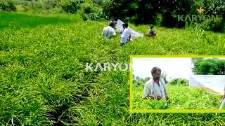 KARYON GINGER RESULT / ಕೆರನ್ ಮಾರ್ಗದರ್ಶನದಲ್ಲಿ  ಉತ್ತಮ ಶುಂಠಿಯ ಬೆಳೆ