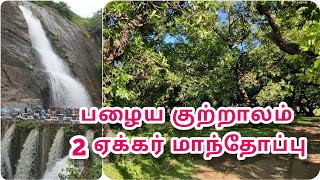 பழைய குற்றாலம் 2 ஏக்கர் மாந்தோப்பு விற்பனைக்கு || Old Falls Near 2 Acre Mango Garden Sale Tenkasi