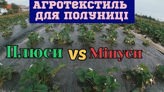 Полуниця на агротекстилі плюси і мінуси/Вирощування полуниці на Житомирщині/Сезон полуниці 2022