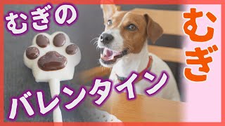 【わんこ】バレンタインでパパにチョコを作ってくれたジャックラッセルテリアのむぎの巻【犬動画】