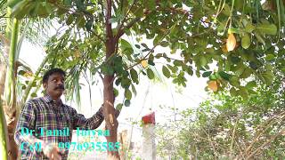 பலா மரம் வளர்ப்பு / Jackfruit Cultivation / Dr.Tamil Iniyan/ 9976935585 / Agriculture