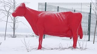 Высокие технологии пополняют молочные реки в ОАО «Гастелловское»