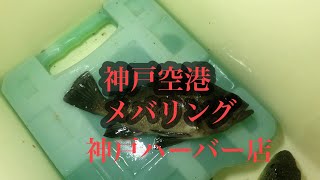 神戸空港メバリングで！fishingmax神戸ハーバー店