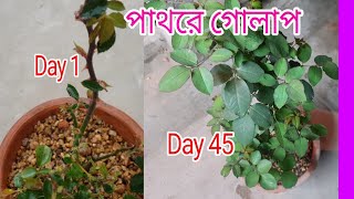 পাথরে গোলাপ পরিচর্যা পর্ব 3