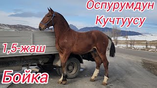 Бойка оспурумдун кучтуусу  тел:+996 776 004 097