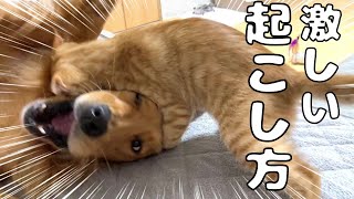 子猫による愛犬の起こし方が面白すぎるｗ