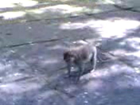 Monkey Cooking Youtube