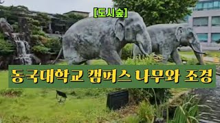 [도시숲] 동국대학교 서울 캠퍼스 나무와 조경 🌳🌲