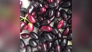 African Primitive harvesting of JAMBULA, Syzygium Cumin, malabar plum black plum orJava plum