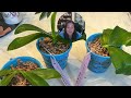 novelty phalaenopsis repotting how to