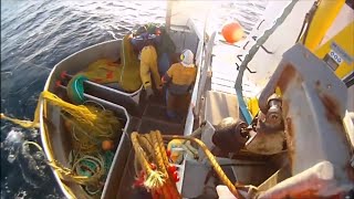 Uregutt snurrevad / seine fishing cod year 2015 Vesterålen, Norway