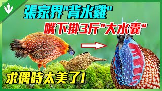 張家界“背水雞”！嘴下掛3斤“大水囊”，每天下山步行10公里取水！求偶時酷似孔雀開屏！