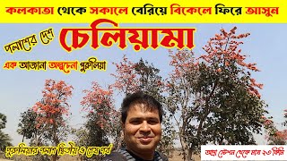 চেলিয়ামা : পলাশের দেশ চেলিয়ামা: এক অজানা অল্পচেনা পুরুলিয়া : Cheliyama Day Tour : Offbeat Purulia