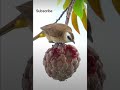 beautiful bird eating fruit like subscribe chesukondi