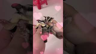 adorable sugar glider baby love story 可愛的蜜袋鼯 愛情故事 フクロモモンガ ラブラブ #sugarglider #pets#蜜袋鼯#フクロモモンガ #フクモモ