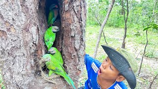 Younger Man Play With Parrots In A Nest. #wildbirds #nature #birds #tree #birdnestbuilders #animals