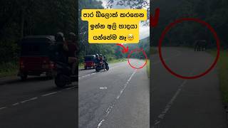 පාර වහගත්ත මින්නේරියේ අලි කොල්ලා🥹 #shorts #shortvideo #elephant #wildlife #tiktok #attack #trending