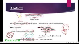 Hoarseness of voice:Anatomy and pathology correlation