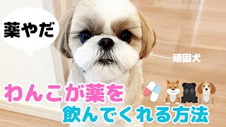 【わんこに薬を飲ませる方法】薬嫌いなシーズー犬に薬を飲ませたら大変だったShih tzu shows how to take medicine for dogs