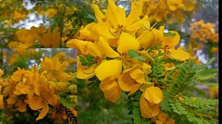 വർണ്ണ വസന്തം#videos #floweringplants