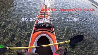 シーカヤックで横浜海の公園から横浜八景島から横須賀住友ドッグまで、アタシに、いつもの海を漕ぎます、今日は２倍速（アタシの設定ミスです）。皆さんが、信じられないくらいな、綺麗な潮なんです、この季節は！