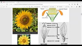 Asteraceae family(bilingual)