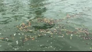 Blue-green algae making unwelcome return in Pinellas Co.