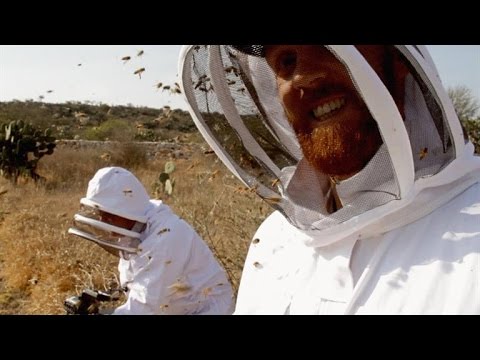 A Film Crew Unleashes 40,000 Killer Bees on Itself A Film Crew Unleashes 40,000 Killer Bees on Itself