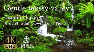 【RELAX WORLD / 4K Gentle mossy valley 】A quiet wind blows, Calm Piano, 苔の渓, 福島, 裏磐梯, クリンソウ