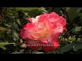 Varieties of Roses at Mughal Gardens, Rashtrapati Bhavan