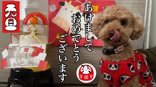 【毎日投稿】犬からの新年のご挨拶。【トイプードル】