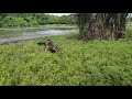 run bro run crocodile snaps fish off line terrifying fishermen