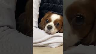 ただのヒーリング動画です。#shorts #キャバリア #cavalier