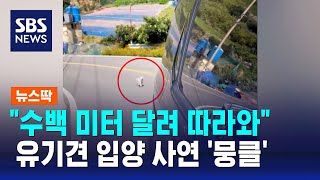 달리는 차 수백 미터 쫓아와…유기견 입양 사연 '뭉클' / SBS / 뉴스딱