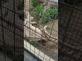 間雨★㉒ホワイトライオン・白獅子・リズムちゃん★white_lion・・・沖縄こどもの国・okinawa zoo u0026 museum 20220530