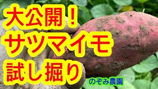 【サツマイモ】100日を超えたので、試し掘りをしました。どんな大きさのイモが獲れたか、お楽しみに！サツマイモを掘る方法など