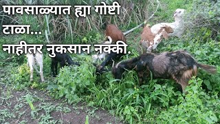 पावसाळ्यातील शेळीपालनात या दोन गोष्टी टाळा#शेळीपालन @modernfarming298