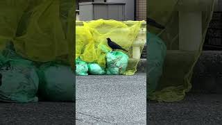 カラスさんの防護ネット除去法😱